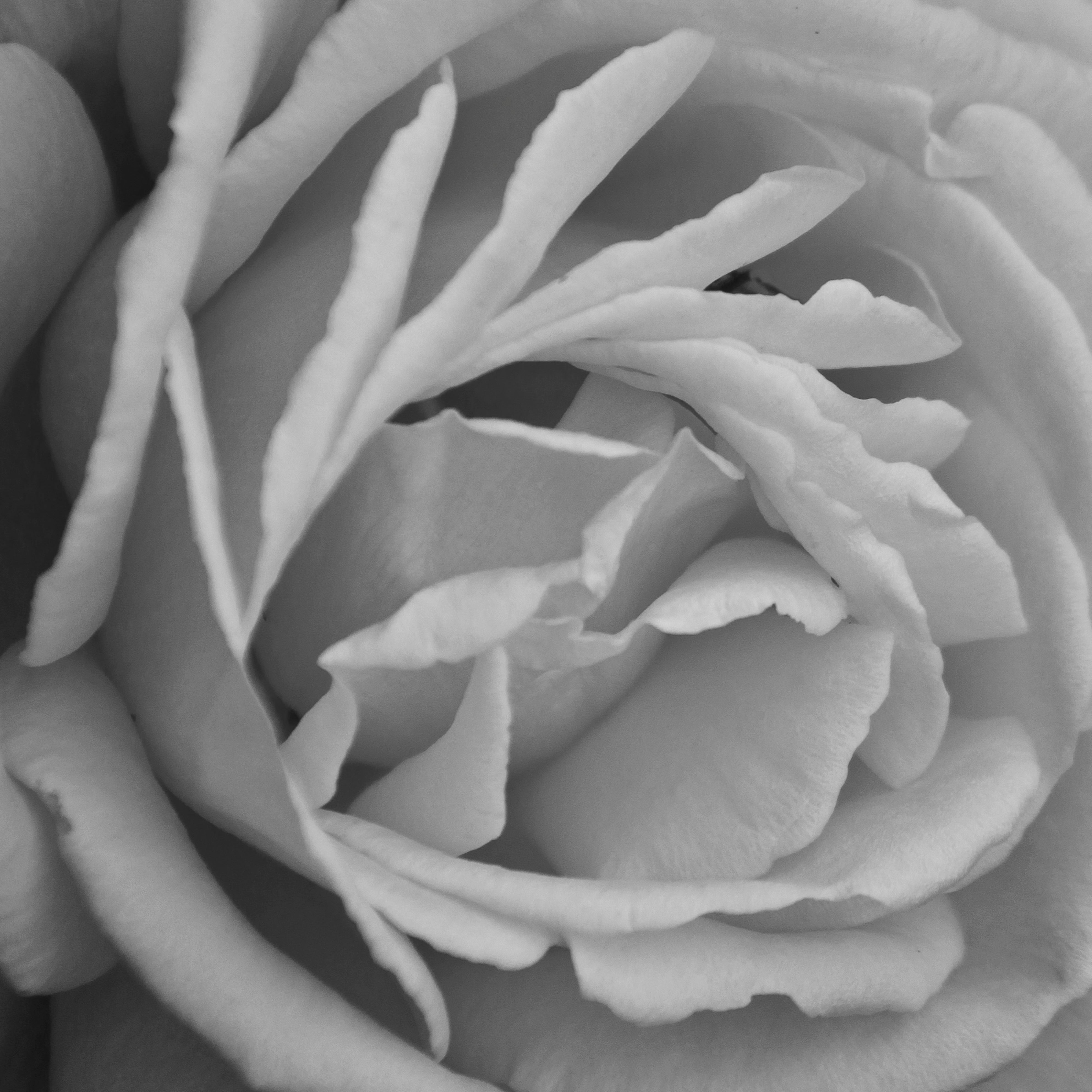 rose_IMG_2885_bw.jpg