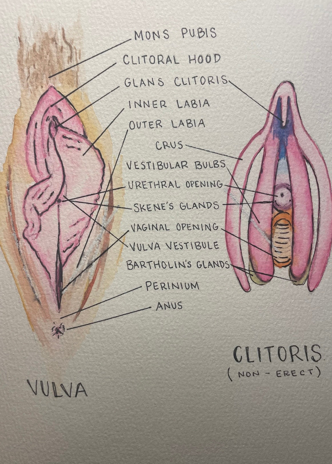 Clitoris awareness week