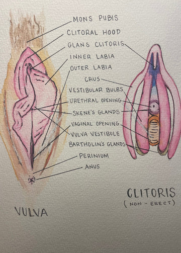 Flip Through My Flaps: An Exploration of the Vulva Is Here ...